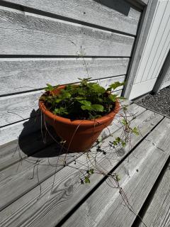 Lägenhet i härliga Strängnäs - 7