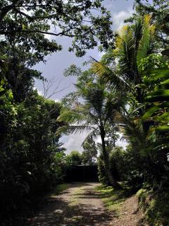Studio dans la forêt tropicale - Les Anses-dʼArlets - 9