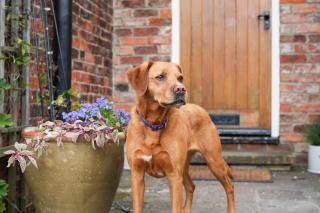 Manor Cottage - Northallerton - 8