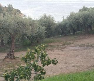 Olive By the Sea - Pyrgadikia - 6