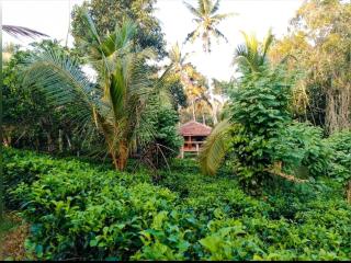 Tea Heaven - Glory - Galle - 0