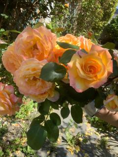 Maison familiale à 10 min du Mont Saint Michel - 7