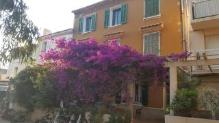 Lei Gabians à Porquerolles - 0