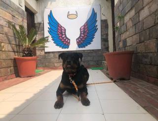 Cottage Resort amidst Shivaliks - 1