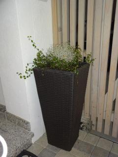 Appartement Alexandra - Neukirchen am Großvenediger - 2