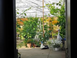 300m2 greenhouse - 1