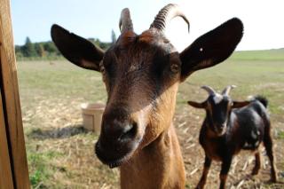 Evadez-vous à la ferme ! - Cendrieux - 6