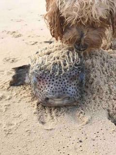 Summer Salt at Sunshine with Pets and HEATED POOL - Sunshine Beach - 9