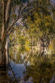 Pioneer Tourist Park - Deniliquin - 5