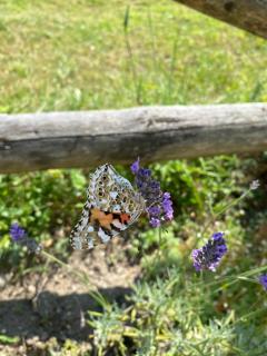 Pensiunea Valea Pinului - 3