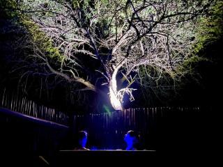 Marloth Wild Fig Studio - Marloth Park - 9