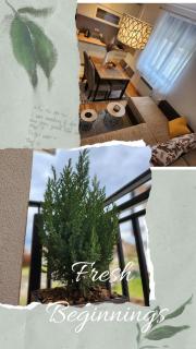 Apartman Stojanović Zlatibor - Zlatibor - 3