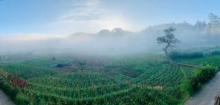 Ceylon shadow - 6