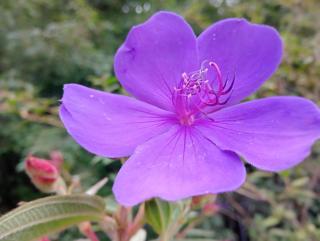 La Rinconada VIP - 1