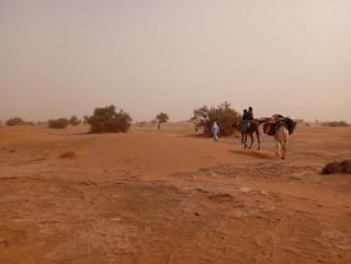 Dar Brahim Sahara activité - Tâlhâ - 8