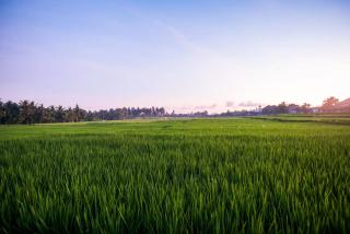 Rice View Villa - inhale Ubud air and unique vibe - 8
