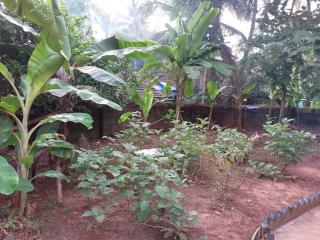 Oliver's Goa Guesthouse - Carmona - 8