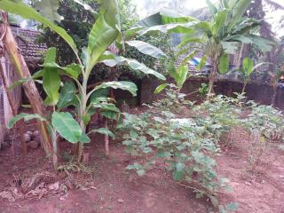 Oliver's Goa Guesthouse - Carmona - 1