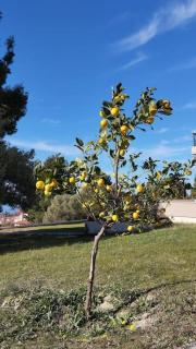 elgevacation villa 2 - 9