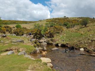 Buttercups Lodge - 8