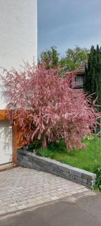 Ferienhaus Mauersegler - Hemfurth-Edersee - 2