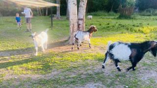 Caravane en pleine nature ferme proche de tout - 1