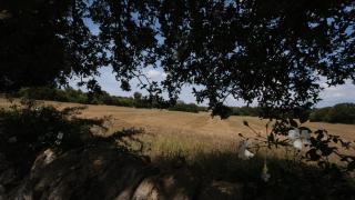 Agriturismo il Vignaletto - Martina Franca - 4