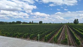 ENTRE VIÑAS RURAL - 5