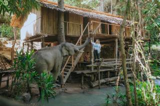 Temple of Elephants - Chiang Mai - 0