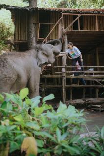 Temple of Elephants - Chiang Mai - 5