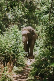 Temple of Elephants - Chiang Mai - 4