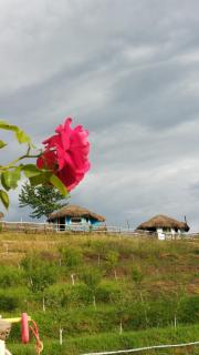 Odaia Bunicilor - - 3