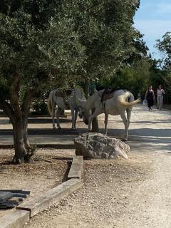 Camping L' Arlesienne - Arles - 7