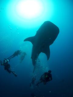 Suffix Retreat - Stay, Dive & Explore Fuvahmulah - Fuvahmulah - 7