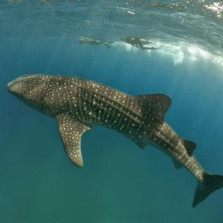 Suffix Retreat - Stay, Dive & Explore Fuvahmulah - Fuvahmulah - 4