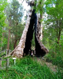 Crystal Springs Holiday Accommodation - Walpole - 7