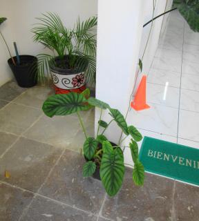 Cocos - Cancún - 4