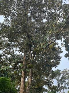 Teratak Purnama Taiping - - 3