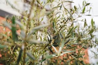 Villa Flaviae - Chaves - 1