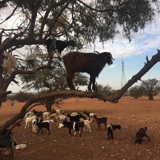Goats on Argan Trees Experience in Agadir - Agadir - 2