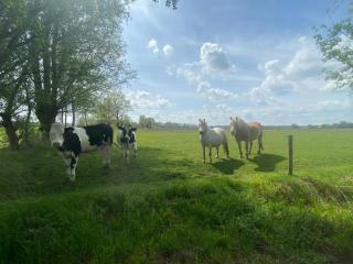 Steenuil - Doetinchem - 2