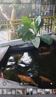 Bale Shofia - Tanjung - 3