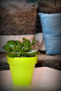 Apartmani Petar Stojnić - Vabriga - 7