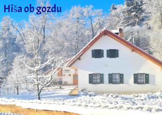 Soba tete Tile - Hiša ob gozdu - Ptuj - 4