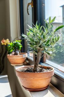 Ophir Apartment Ultracentral,the greenest and brightest central area,3 parking space in the large yard - 1