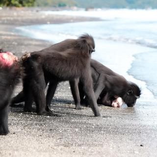 Tangkoko Backpacker Home stay - 4