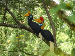 Tangkoko Backpacker Home stay - 6