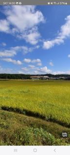 Anmyeon island Changgiri Camping - Taean - 4