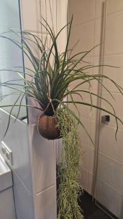 Ferienwohnung Traismauer - 1