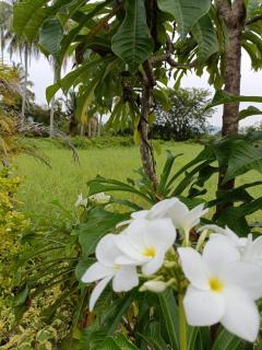 Roses Villa Langkawi - Pantai Cenang - 7